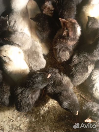 Цыплята суточные