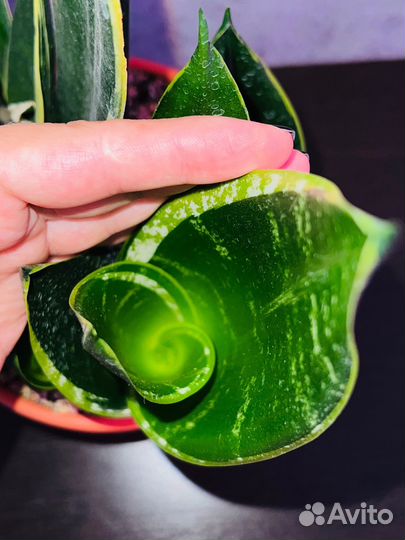 Сансевиерия Даймонд Флейм