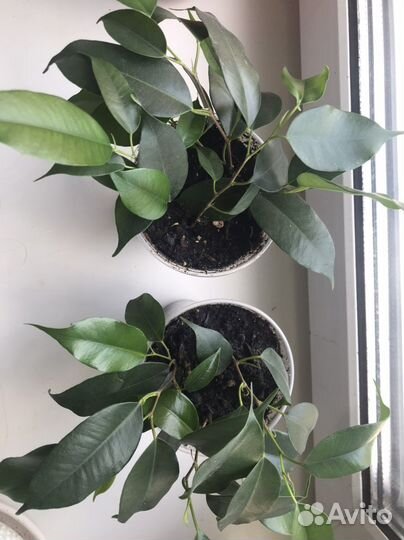 Лимон фикус гранат