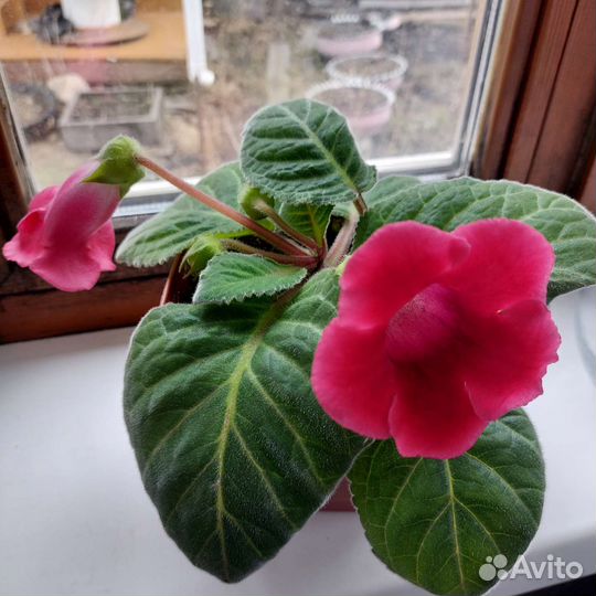 Цветы глоксиния