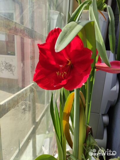 Лилии (гиппеаструм) луковицы