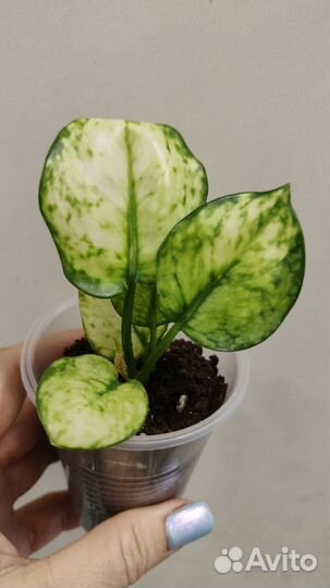 Комнатные растения