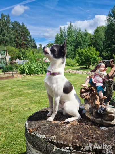 Дрессированные сабачки, мальчишки чишки