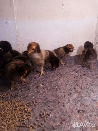 Цыплята Павловское золото и другий