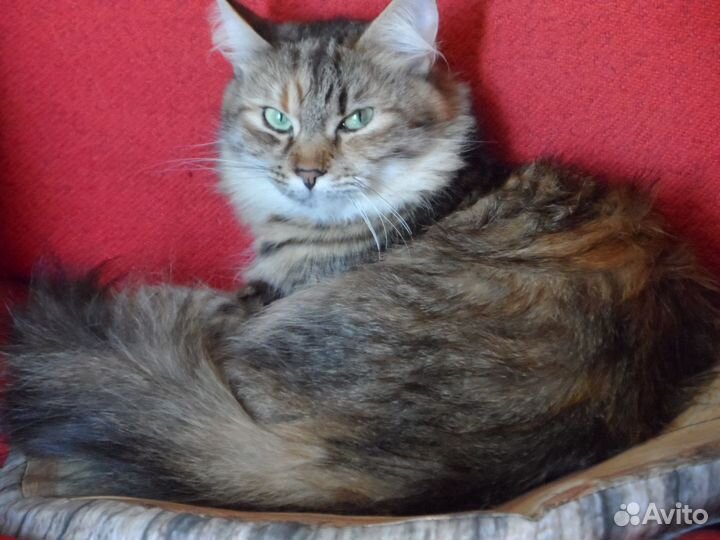 Киса ищет дом и человека