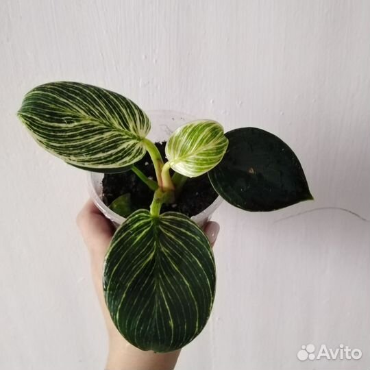 Филодендрон