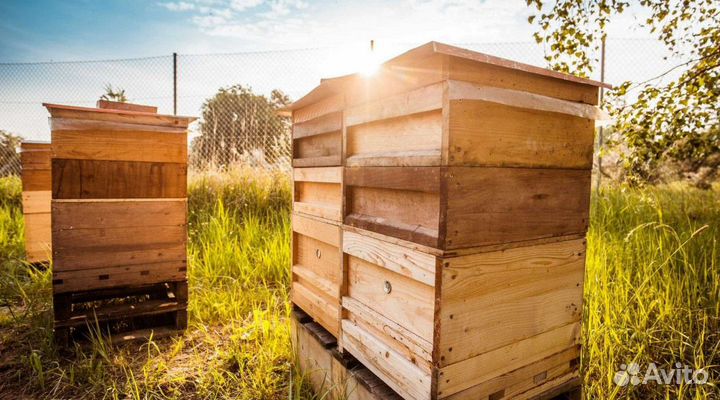 Мед натуральный алтайский опт