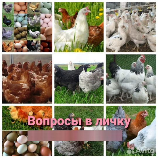 Куры молодки оптом и в розницу с доставкой