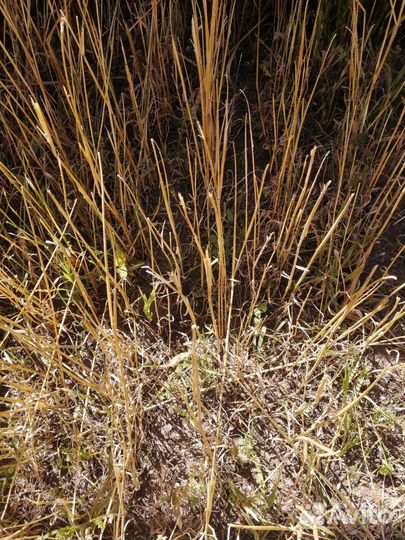 Жатка Агротрейд Эффекта 7, 2023