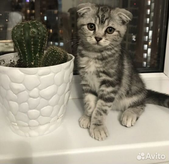 Шотландский вислоухий кот