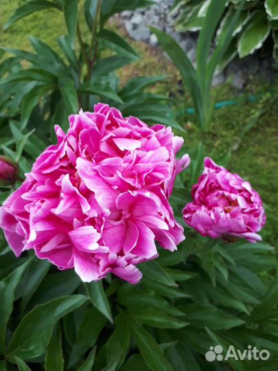 Многолетники для сада