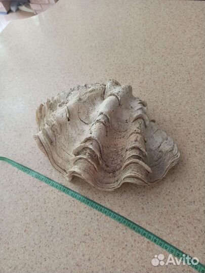 Ракушка из индийского океана