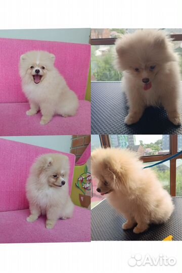 Грумер для ваших хвостиков в Оби