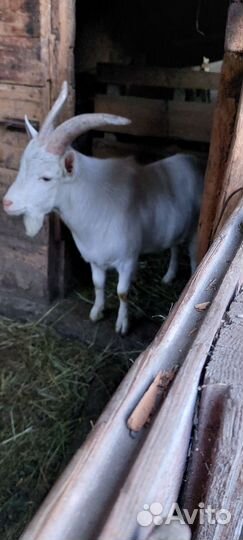 Козел зааненский