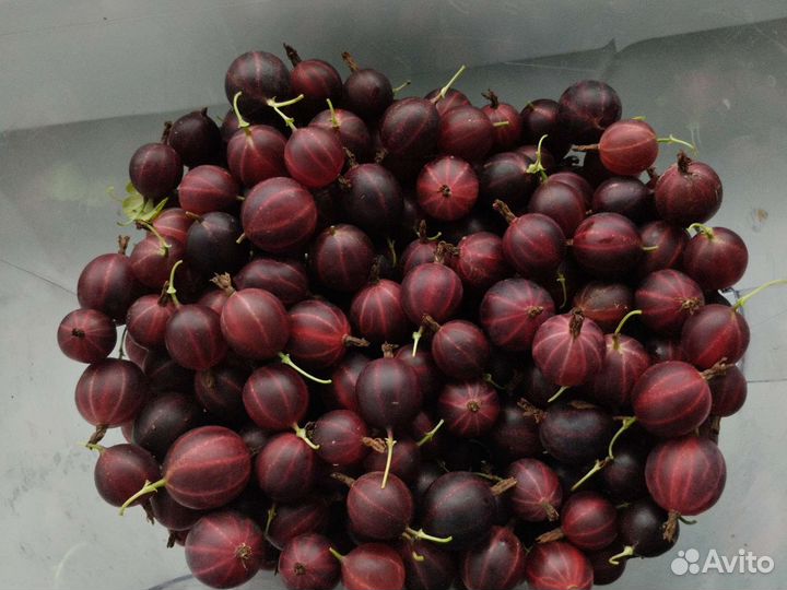 Крыжовник тёмный