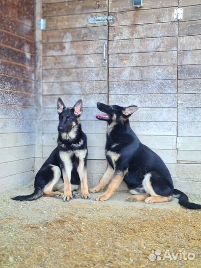 Подрощенные девочки но