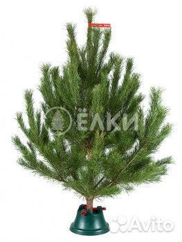 Ель новогодняя оптом и в розницу