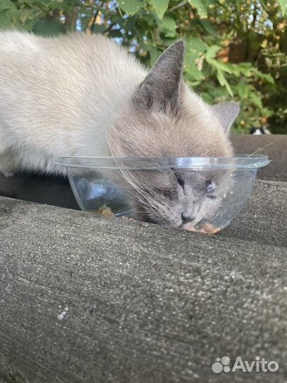 Кошка