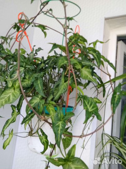 Сингониум в горшке