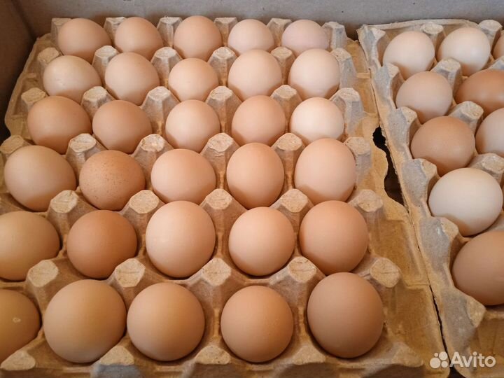Инкубационное яйцо несушек, бройлера