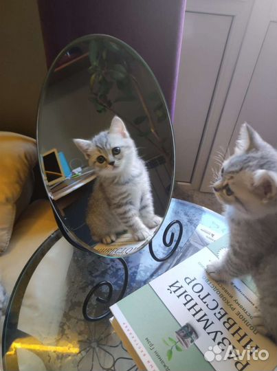 Британские котята