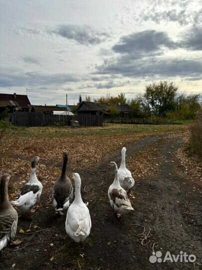 Гусь живой