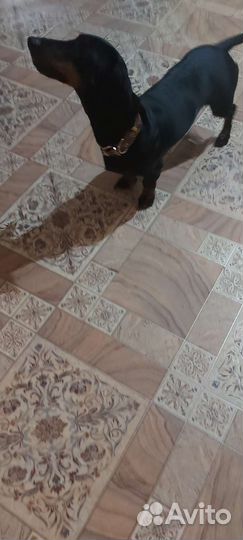 Такса вязка