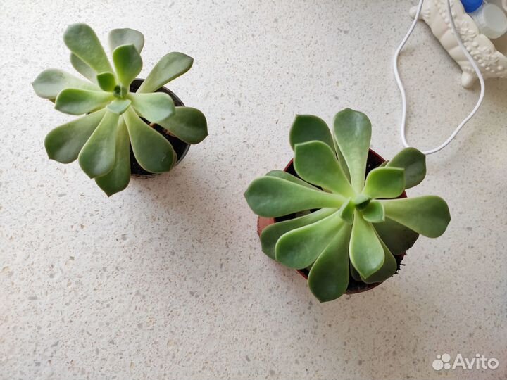 Суккуленты, эхеверии, граптоверии