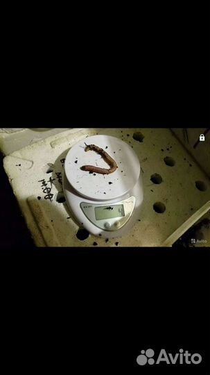 Черви для рыбалки,кокон,малёк дендробена, маточник