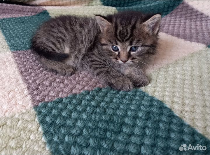 Котята в добрые руки бесплатно