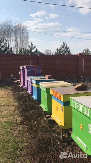 Мёд прямо с собственной пасеки