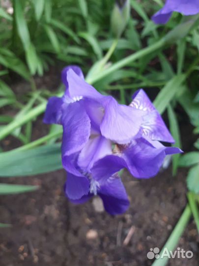 Многолетники для сада