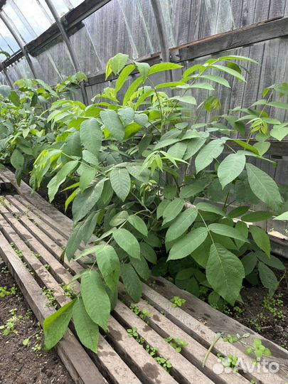 Манчжурский орех