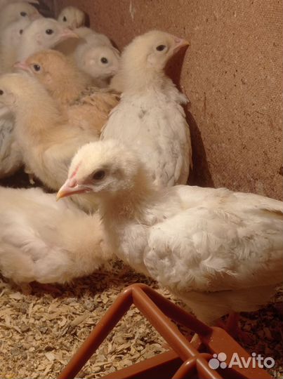 Цыплята подрощенные