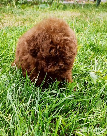 Тикап, микро мальтипу