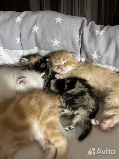 Шотландские котята