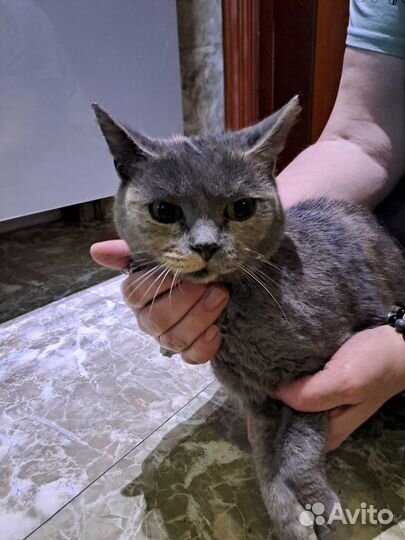 Найдена кошка