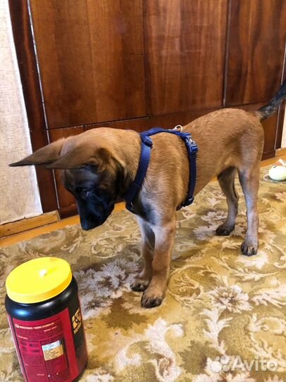 Шлейка для собак трикси Premium H-Harness M L