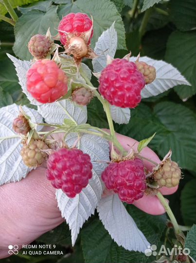 Саженцы малины