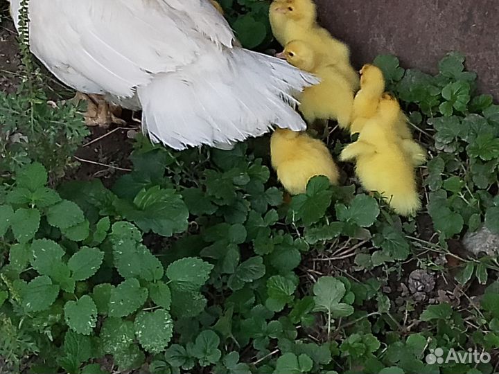 Мускусные утки индоутки индоутята