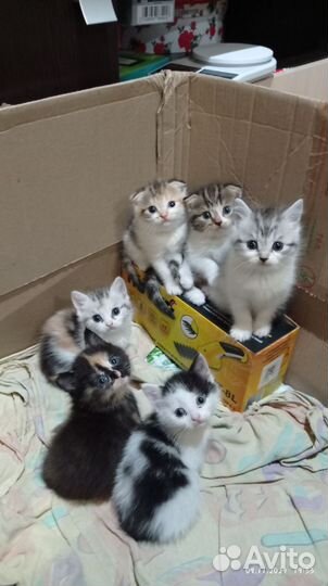 Шотландские котята