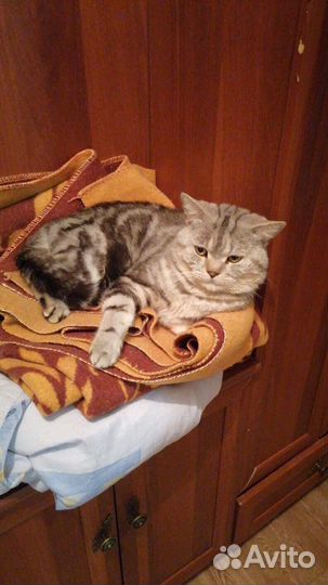 Сёма ищет дом)