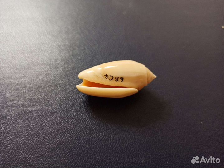 Морская раковина