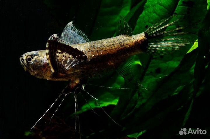 Рыба бабочка