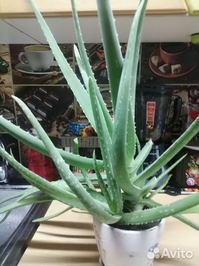 Алоэ вера растение