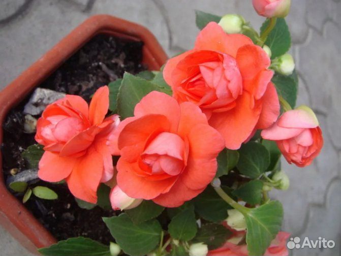 Бальзамин ванька мокрый