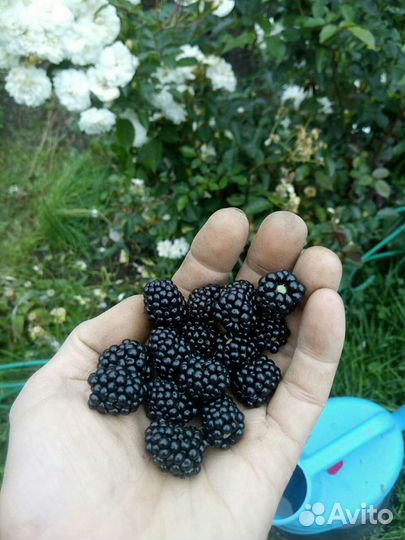 Ежевика, саженцы. Ремонтантная