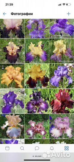 Ирис Черный дракон + 300 сортов