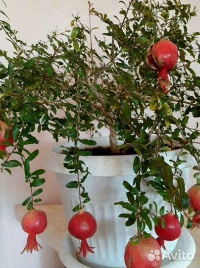 Гранат комнатный