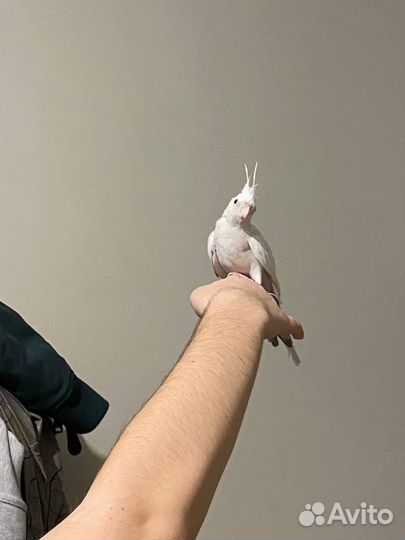 Потерялся попугай